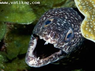 Spotted moray eel