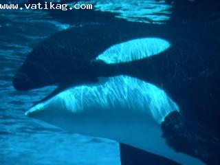 Submerged, killer whale