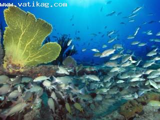 Sugar wreck, bahamas