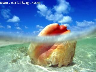Sunken treasure, conch shell, bahamas