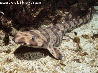 Swell shark