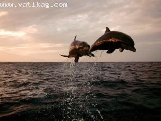 Taking flight, bottlenose dolphins