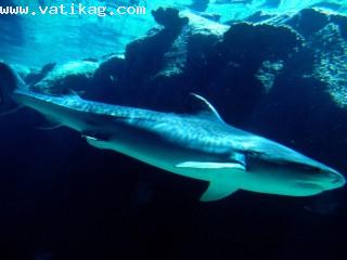 Tiger shark, bahamas