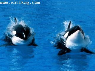 Treading water, killer whale