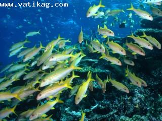 Yellow goatfish, great barrier reef, australia