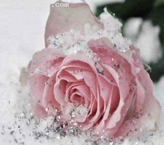 Frozen rose