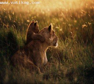 African lions