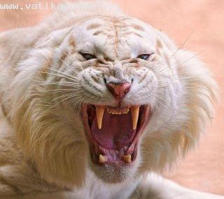 Angry white tiger