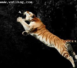Awesome tiger