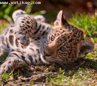 Baby jaguar