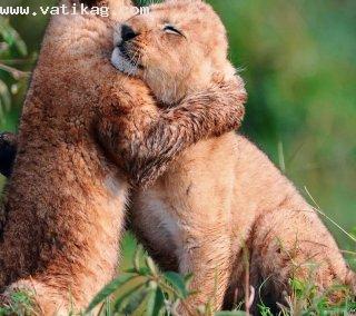 Baby lions