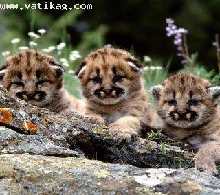 Cute lion cubs