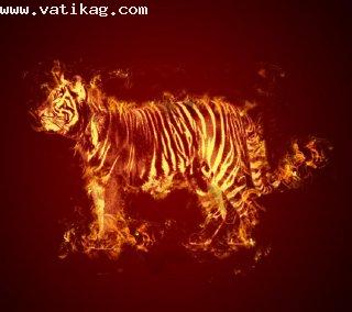 Fire tiger