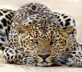 Leopard(3)
