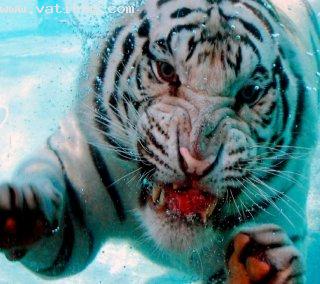 Tiger under water