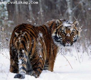Tiger(2)