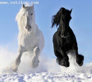 White black horse