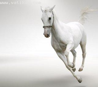 White horse(2)