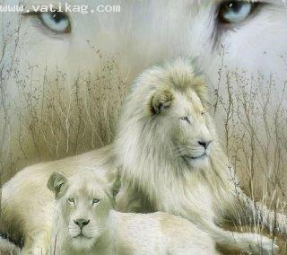 White lion couple
