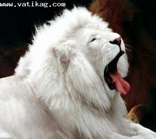 White lion hd