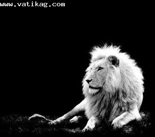 White lion