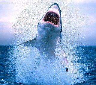 White shark