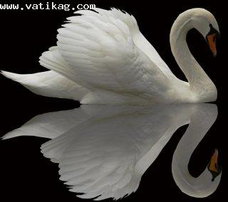 White swan