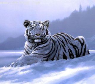 White tiger art