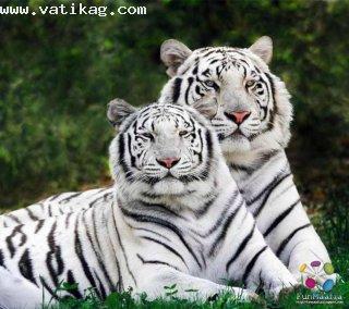 White tiger pair