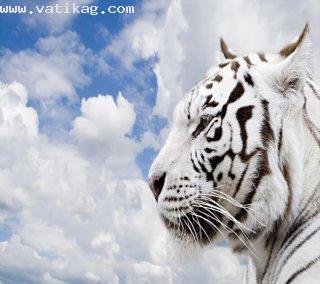 White tiger(2)