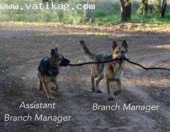 Branch manager funny dog