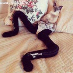 Cats wearing tights