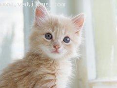 Cute kitten wallpaper