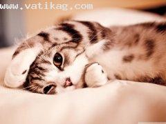 Funny lazy cat wallpaper