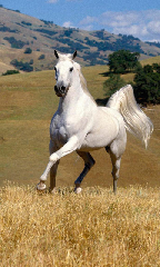 White horse android live wallpaper