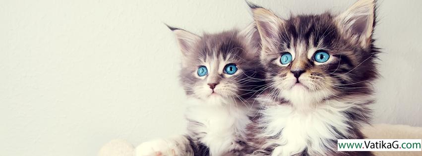 Kittens fb cover