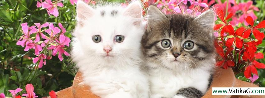 Cute cat fb cover