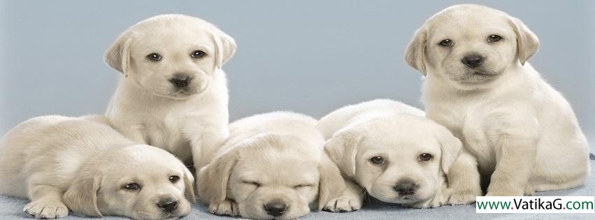 Cute puppies fb cover