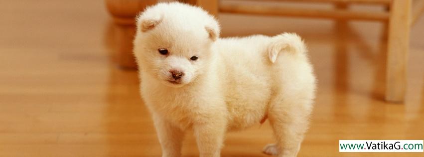 Cute puppy fb cover