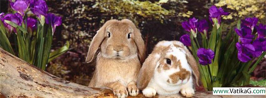 Rabbits fb cover 1