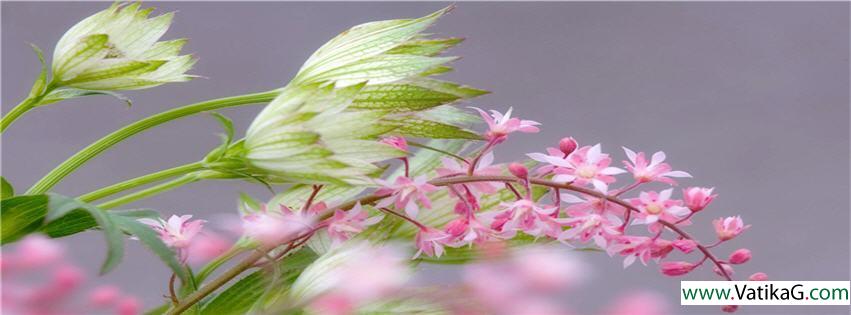 Flower nature fb cover