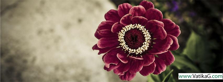 Flower fb cover