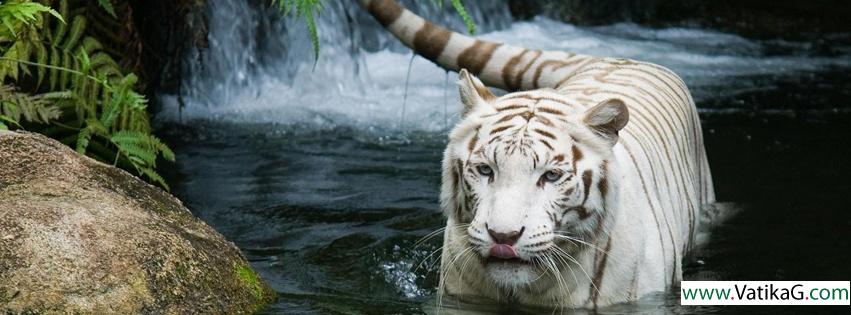 White tiger fb cover