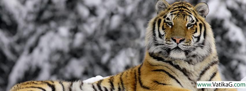 Tiger new fb cover