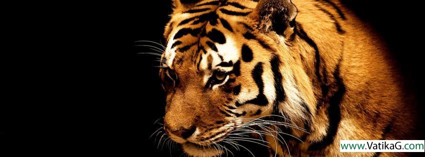 Tiger fb cover