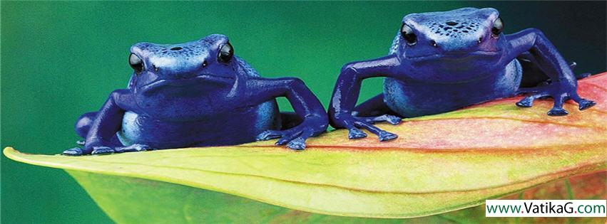 Poison frog fb cover