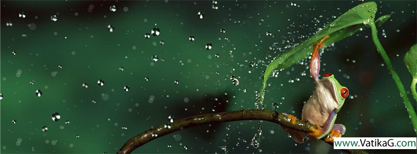 Frog fb cover