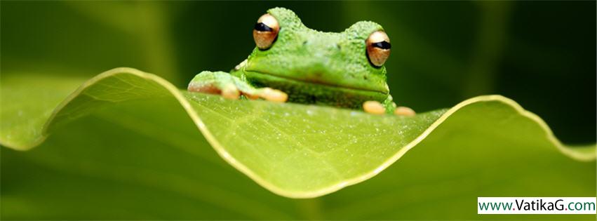 Frog fb cover