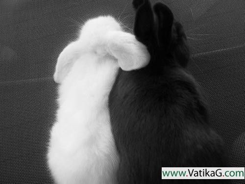 Rabbit couple