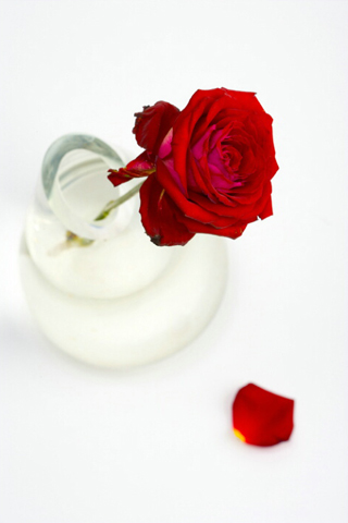 Love bit with red rose 